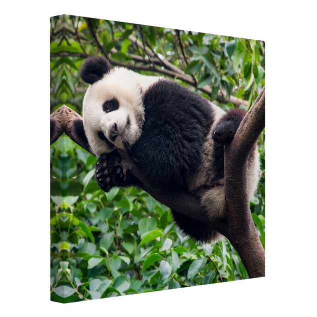 Wanddeko Esszimmer Schlafender Panda auf Ast