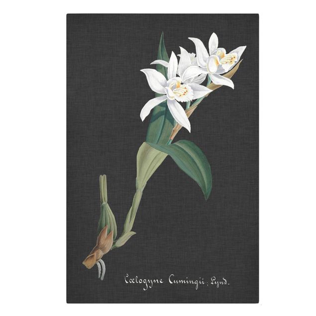 Wanddeko Flur Weiße Orchidee auf Leinen II