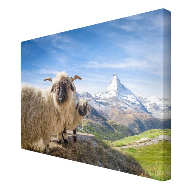 Wandbilder Schweiz Schwarznasenschafe von Zermatt