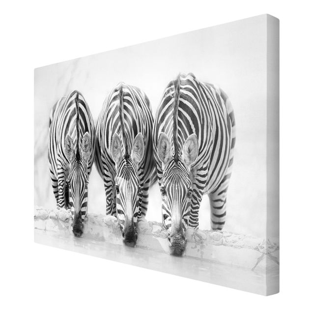 Zebra Bilder auf Leinwand Zebra Trio schwarz-weiß