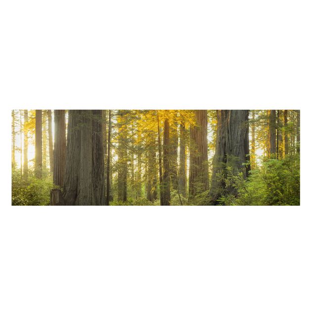 Wanddeko Büro Redwood National Park