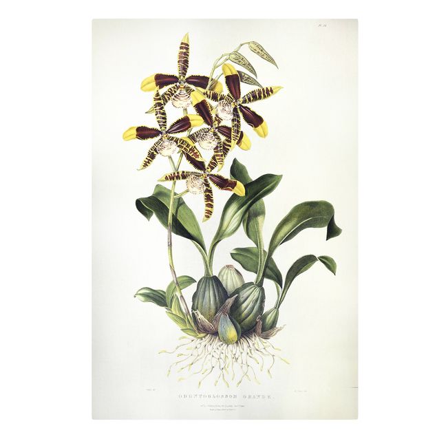 Deko Blume Maxim Gauci - Orchidee II