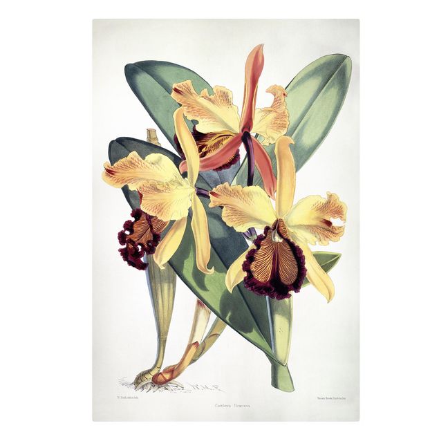 Wanddeko gelb Walter Hood Fitch - Orchidee