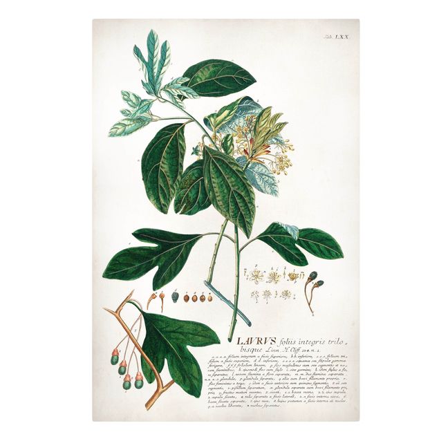 Wanddeko Pflanzen Vintage Botanik Illustration Lorbeer