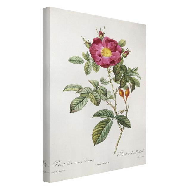 Wanddeko Blume Pierre Joseph Redouté - Portland-Rose