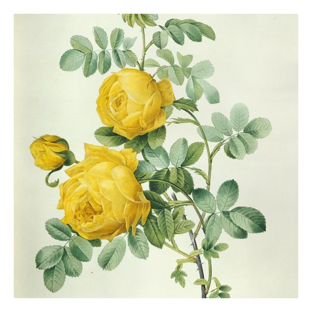 Wanddeko Blume Pierre Joseph Redouté - Rosa Sulfurea