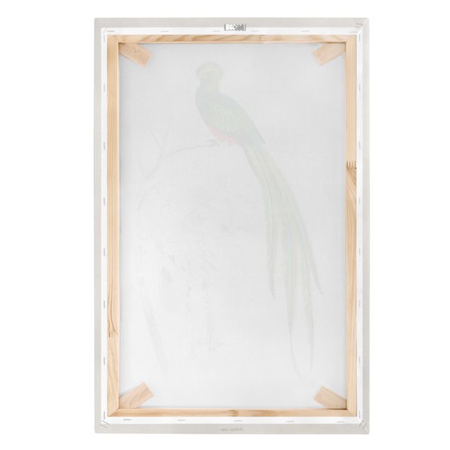 Leinwandbild Vögel Vintage Lehrtafel Tropischer Vogel I