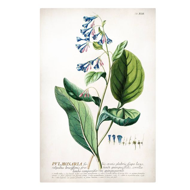 Wohndeko Pflanzen Vintage Botanik Illustration Lungenkraut