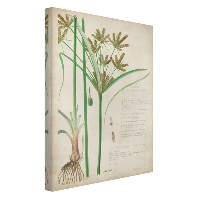 Wanddeko Flur Vintage Botanik Zeichnung Gräser I