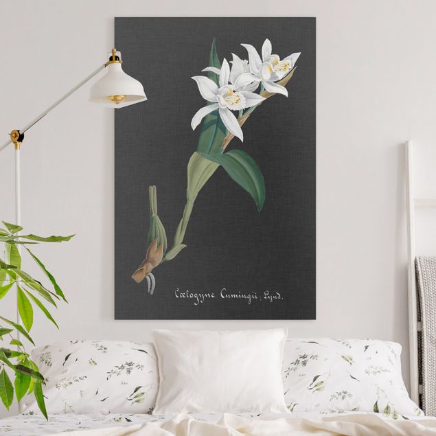 Wandbilder Orchideen Weiße Orchidee auf Leinen II