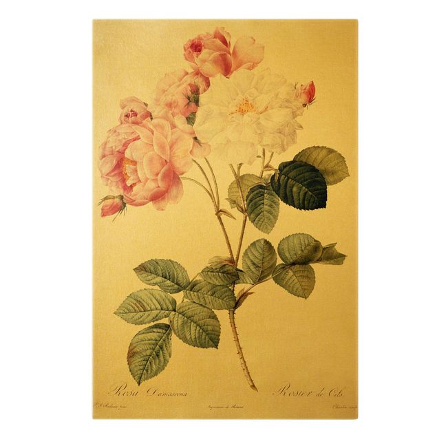 Wanddeko Blume Pierre Joseph Redouté - Damaszener-Rose