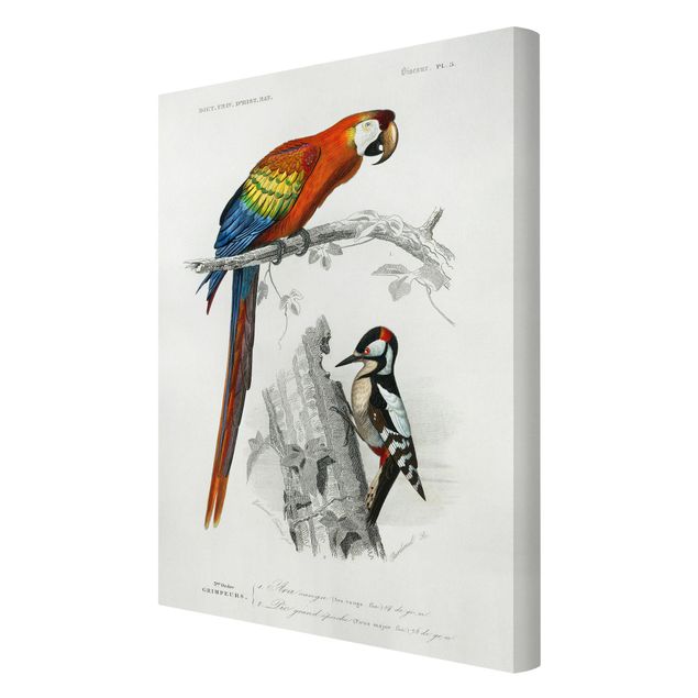 Leinwandbild Vögel Vintage Lehrtafel Papagei Rot Blau