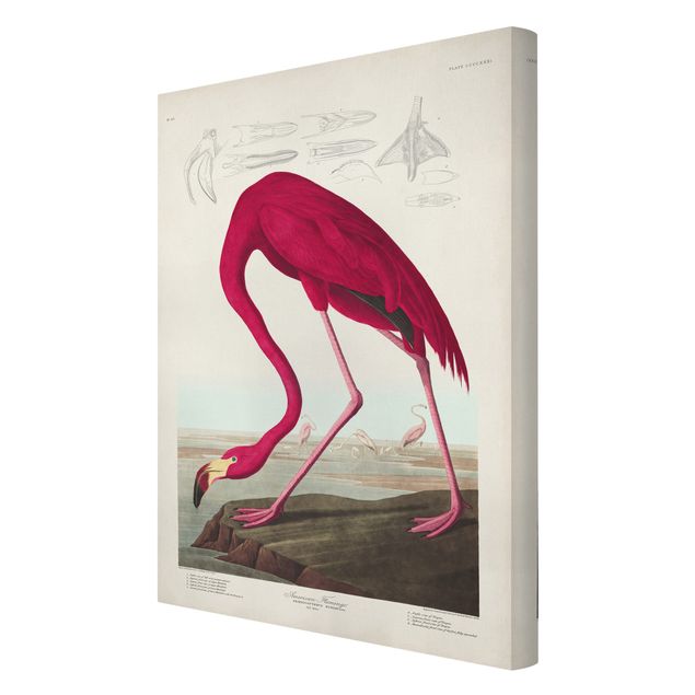 Leinwand Vögel Vintage Lehrtafel Amerikanischer Flamingo