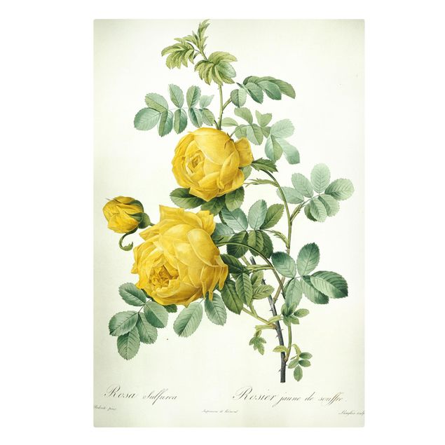 Wohndeko Blume Pierre Joseph Redouté - Rosa Sulfurea