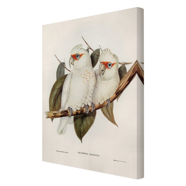 Leinwandbild Vögel Vintage Illustration Weißer Kakadu