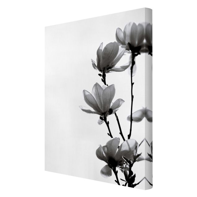 Wohndeko Pflanzen Frühlingsbote Magnolie Schwarz Weiß