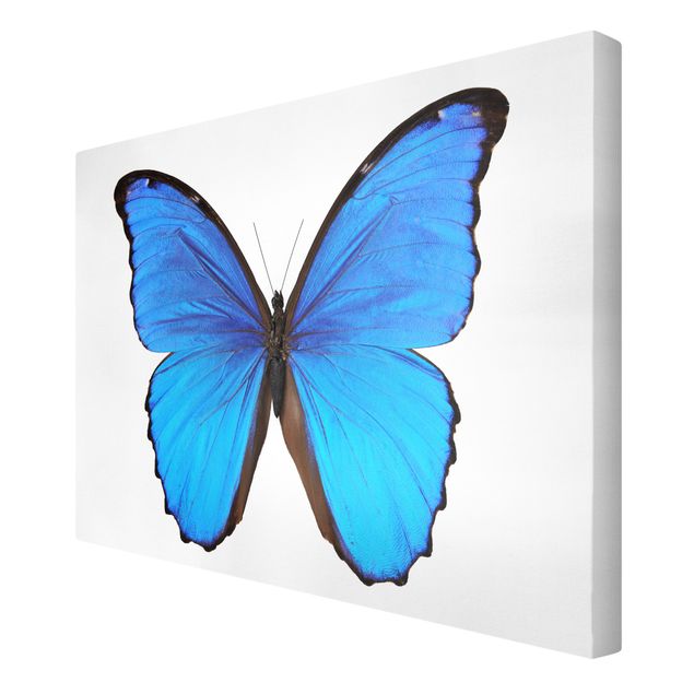 Leinwandbild Schmetterling Blauer Morphofalter
