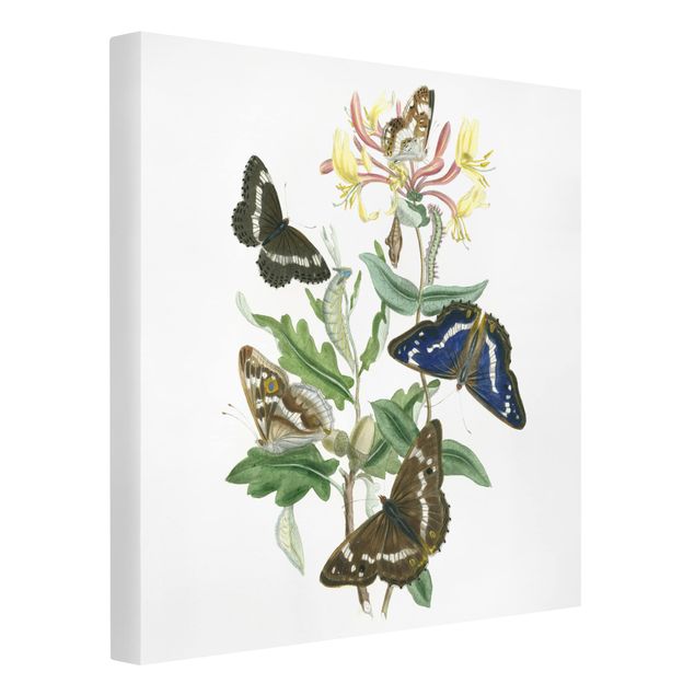 Wanddeko Blume Britische Schmetterlinge IV