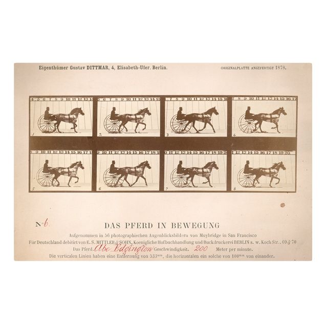 Wanddeko Esszimmer Eadweard Muybridge - Das Pferd in Bewegung