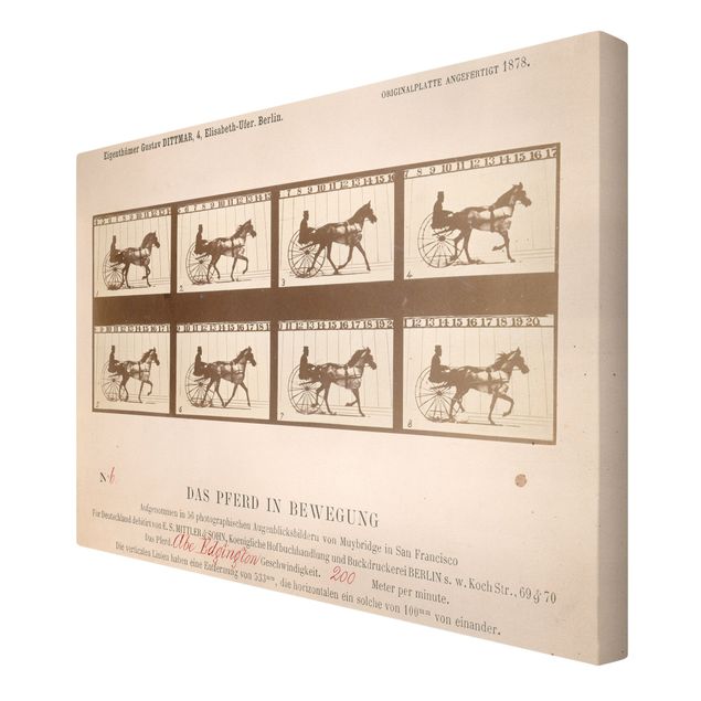 Wanddeko Büro Eadweard Muybridge - Das Pferd in Bewegung