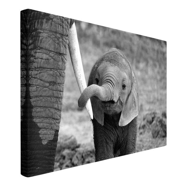 Wanddeko Wohnzimmer Elefantenbaby