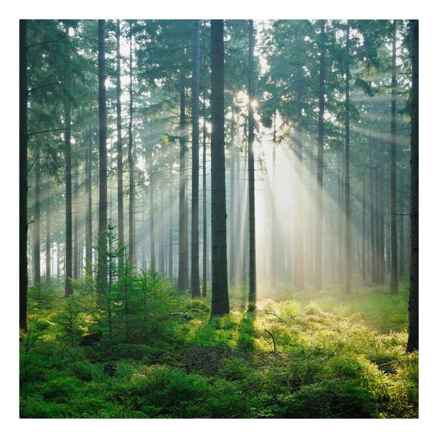 Wanddeko Flur Enlightened Forest
