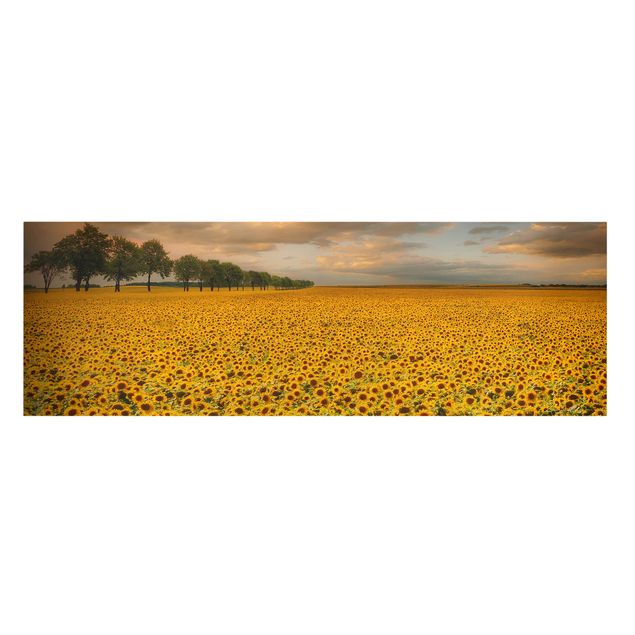 Leinwand Sonnenblumen Feld mit Sonnenblumen