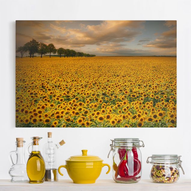 Wandbilder Sonnenblumen Feld mit Sonnenblumen