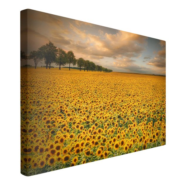 Wanddeko gelb Feld mit Sonnenblumen