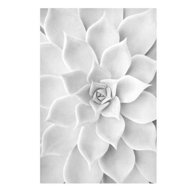 Wanddeko schwarz-weiß Kaktus Sukkulente