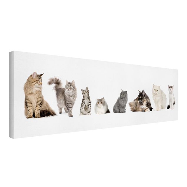Wandbilder Katzen Katzenbande