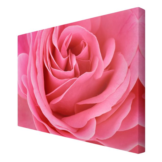 Wanddeko Flur Lustful Pink Rose
