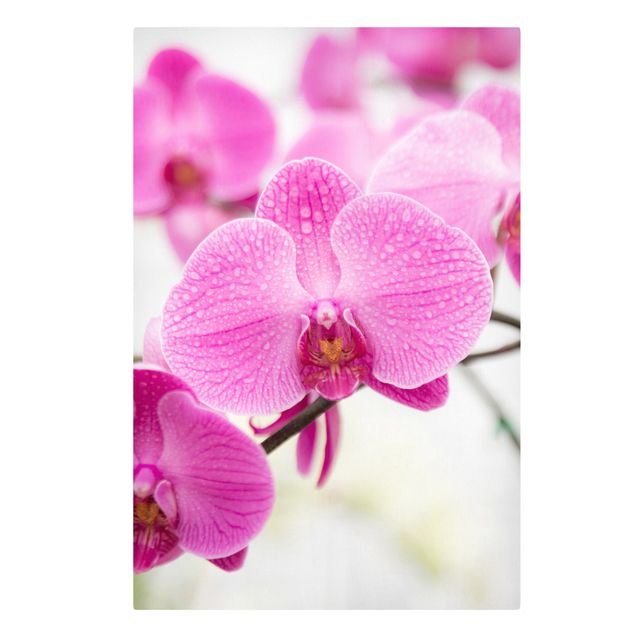 Wanddeko Schlafzimmer Nahaufnahme Orchidee