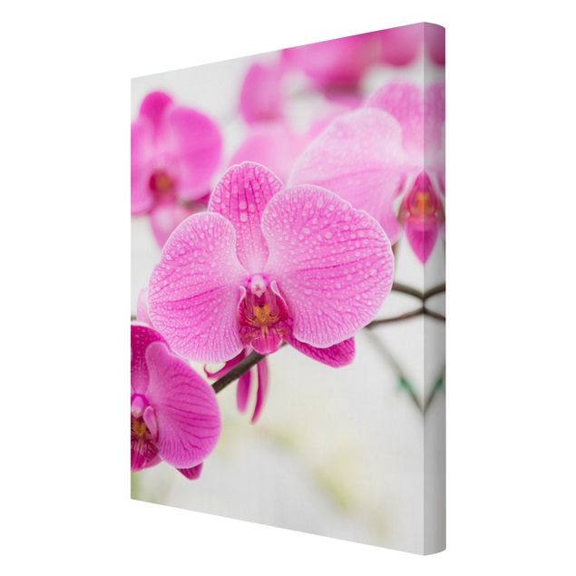 Deko Blume Nahaufnahme Orchidee