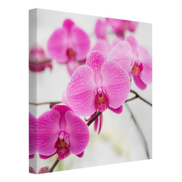 Wohndeko Botanik Nahaufnahme Orchidee