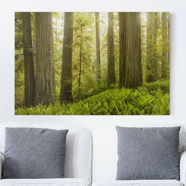 Wanddeko Wohnzimmer Redwood State Park Waldblick