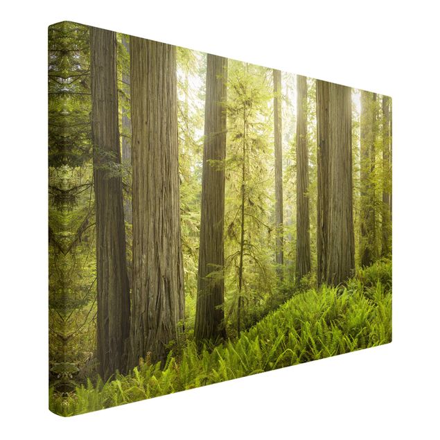 Wanddeko Esszimmer Redwood State Park Waldblick