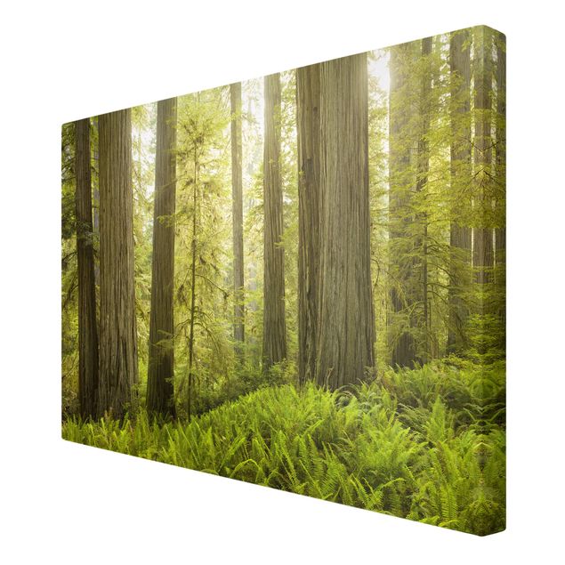 Wanddeko Büro Redwood State Park Waldblick