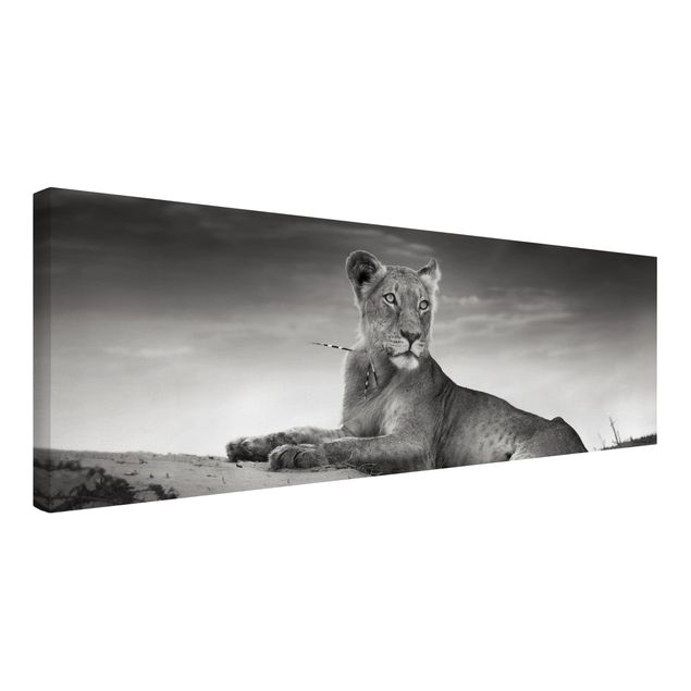 Katzenbilder auf Leinwand Resting Lion