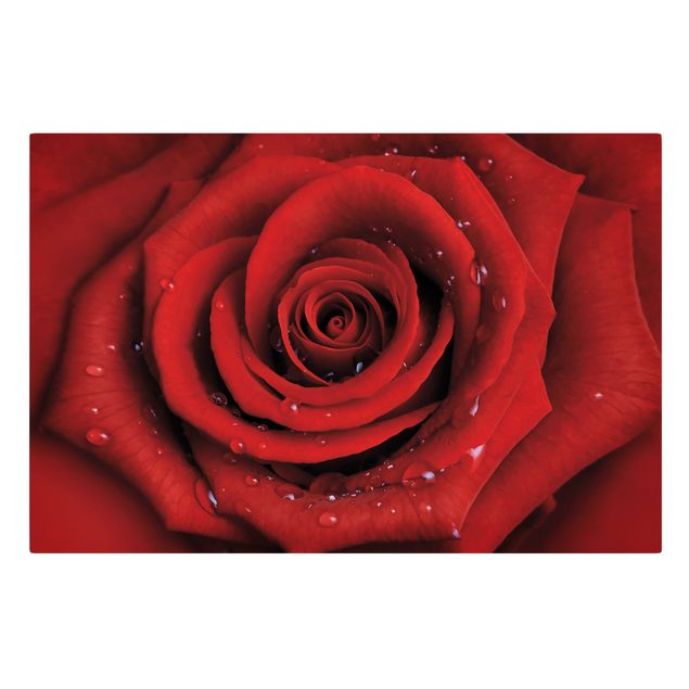 Wanddeko Blume Rote Rose mit Wassertropfen