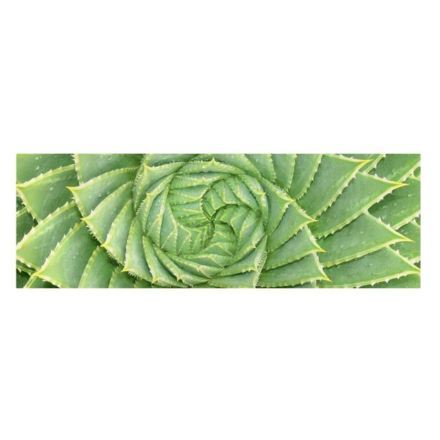 Wanddeko grün Spiral Aloe