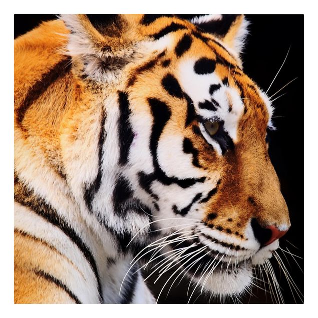Tiger Bilder auf Leinwand Tiger Schönheit