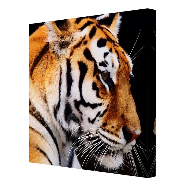 Katzenbilder auf Leinwand Tiger Schönheit