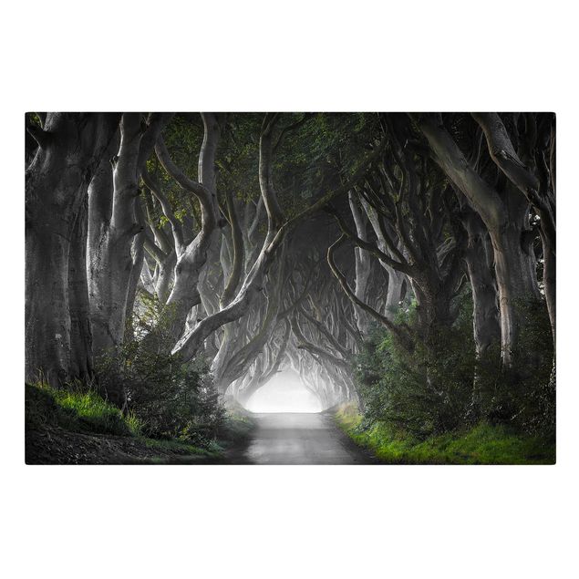 Wanddeko Flur Wald in Nordirland