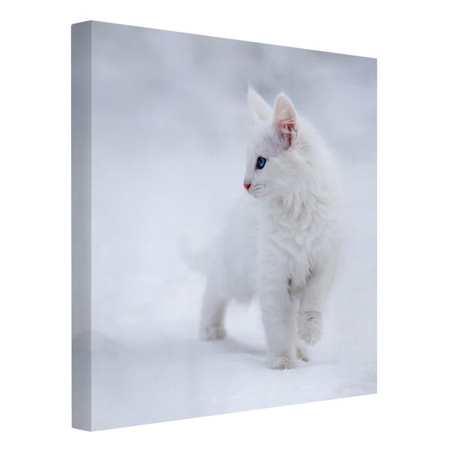 Katzenbilder auf Leinwand Weiß wie Schnee