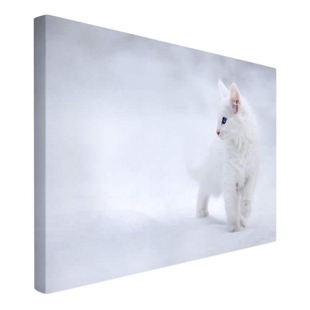 Leinwand Katze Weiß wie Schnee
