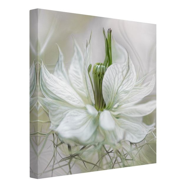 Wanddeko Blume Weiße Nigella