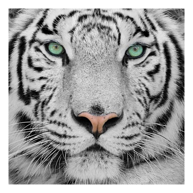 Leinwand Katze Weißer Tiger