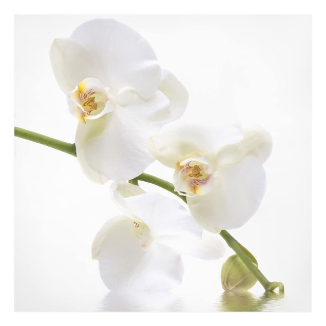 Wohndeko Blume White Orchid Waters
