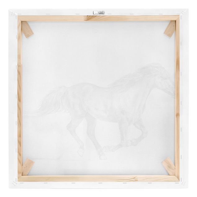 Wandbilder Pferde Wildpferd-Studie - Stute